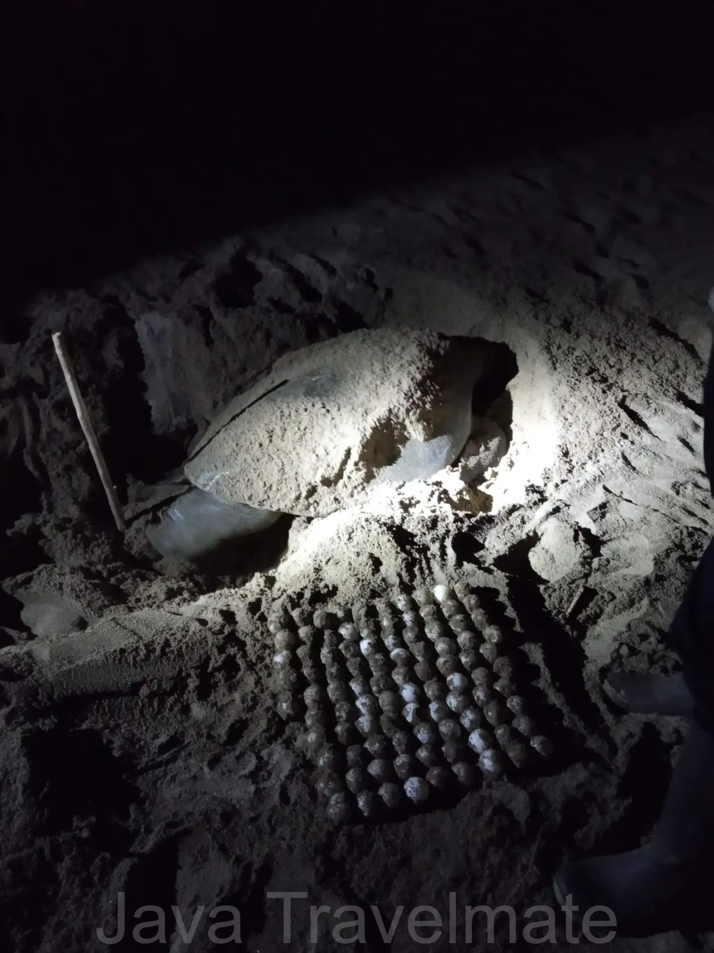 Turtle Nesting Observation