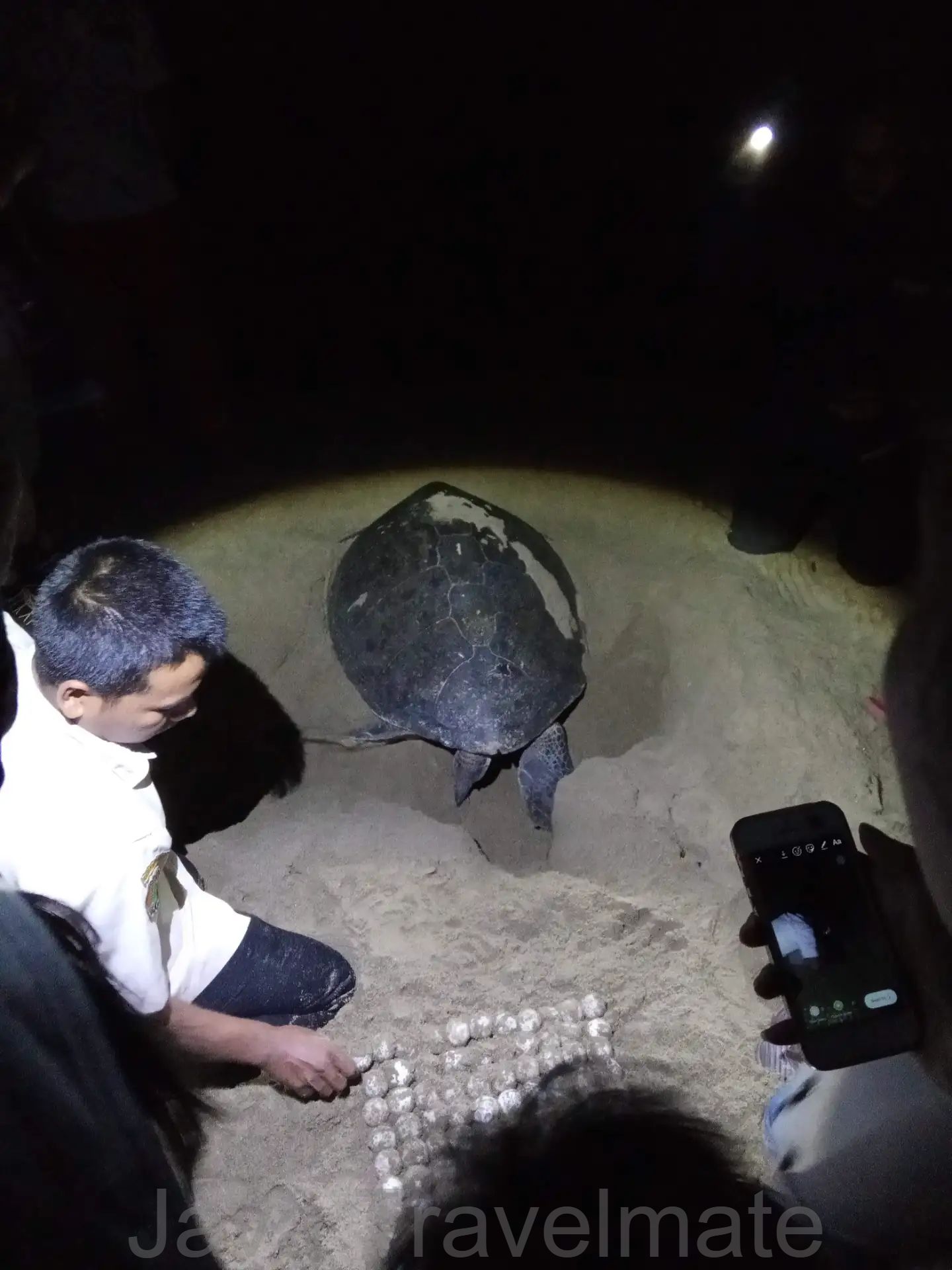 Turtle Nesting Observation