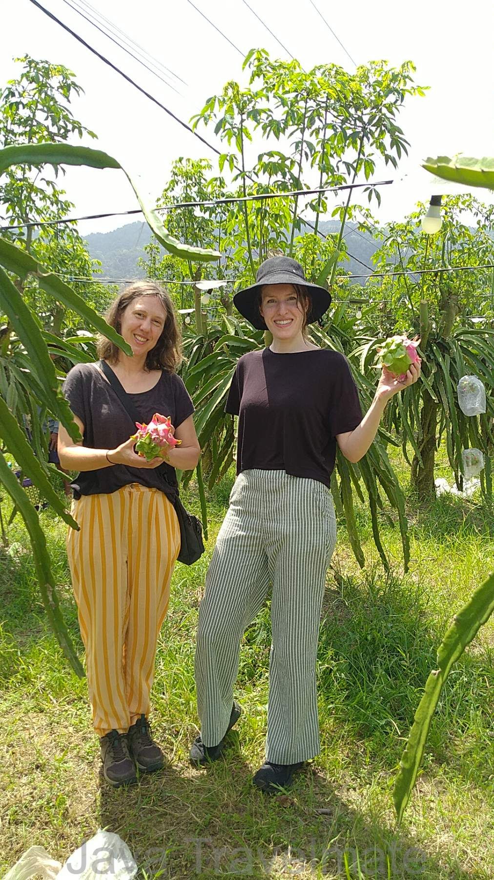 Dragon Fruit Plantation