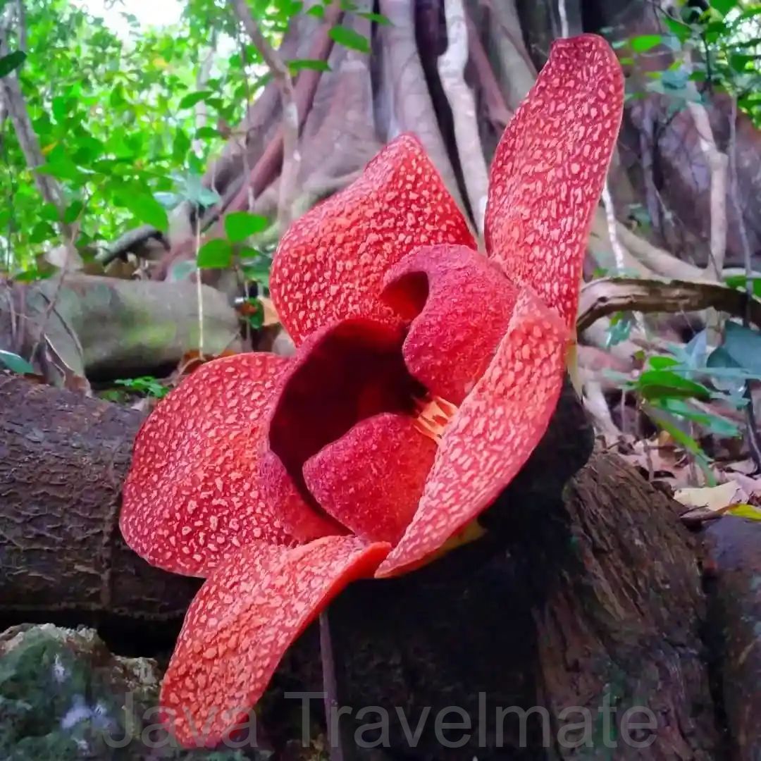 Rafflesia