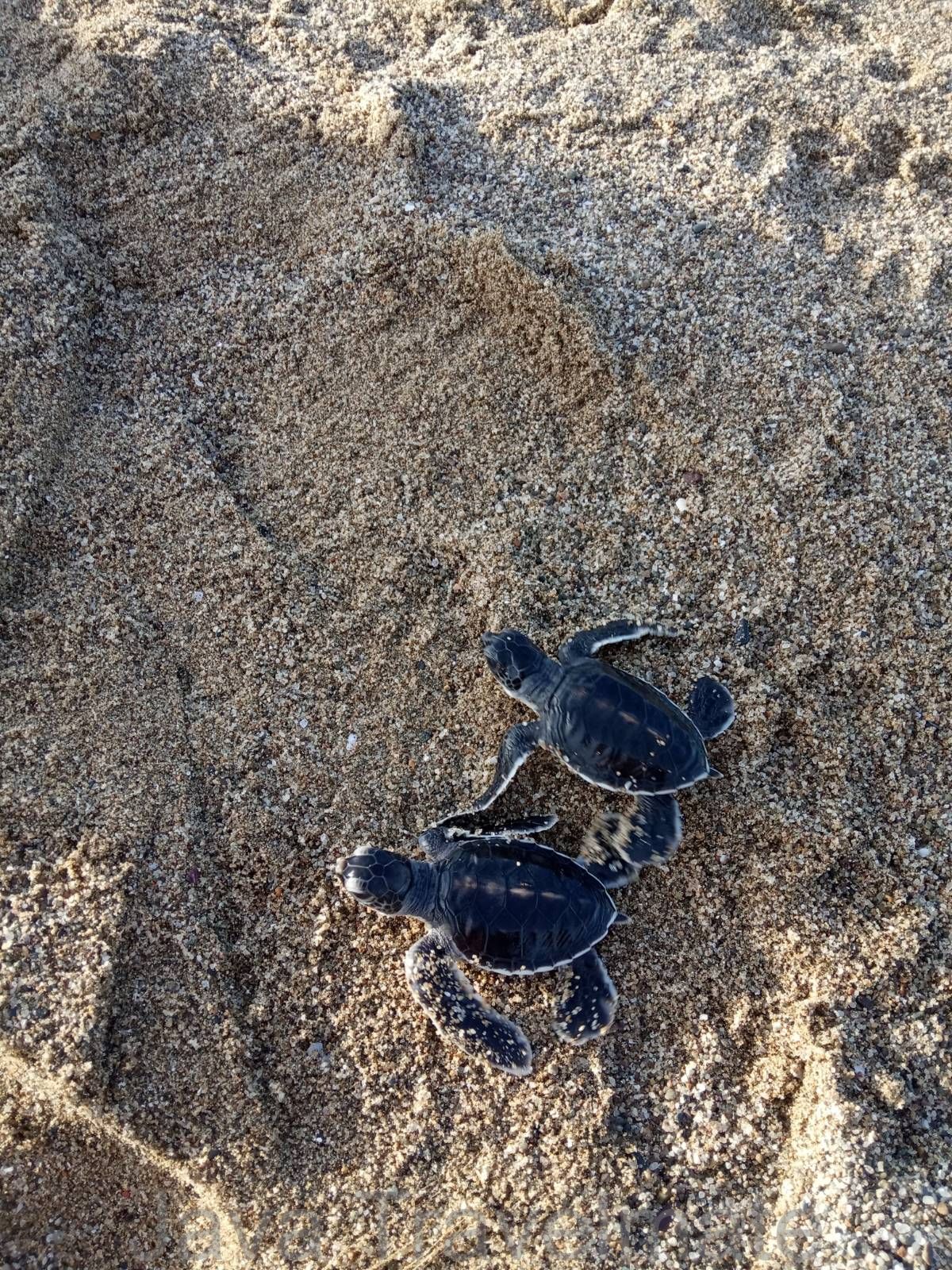 Releasing Baby Turtles