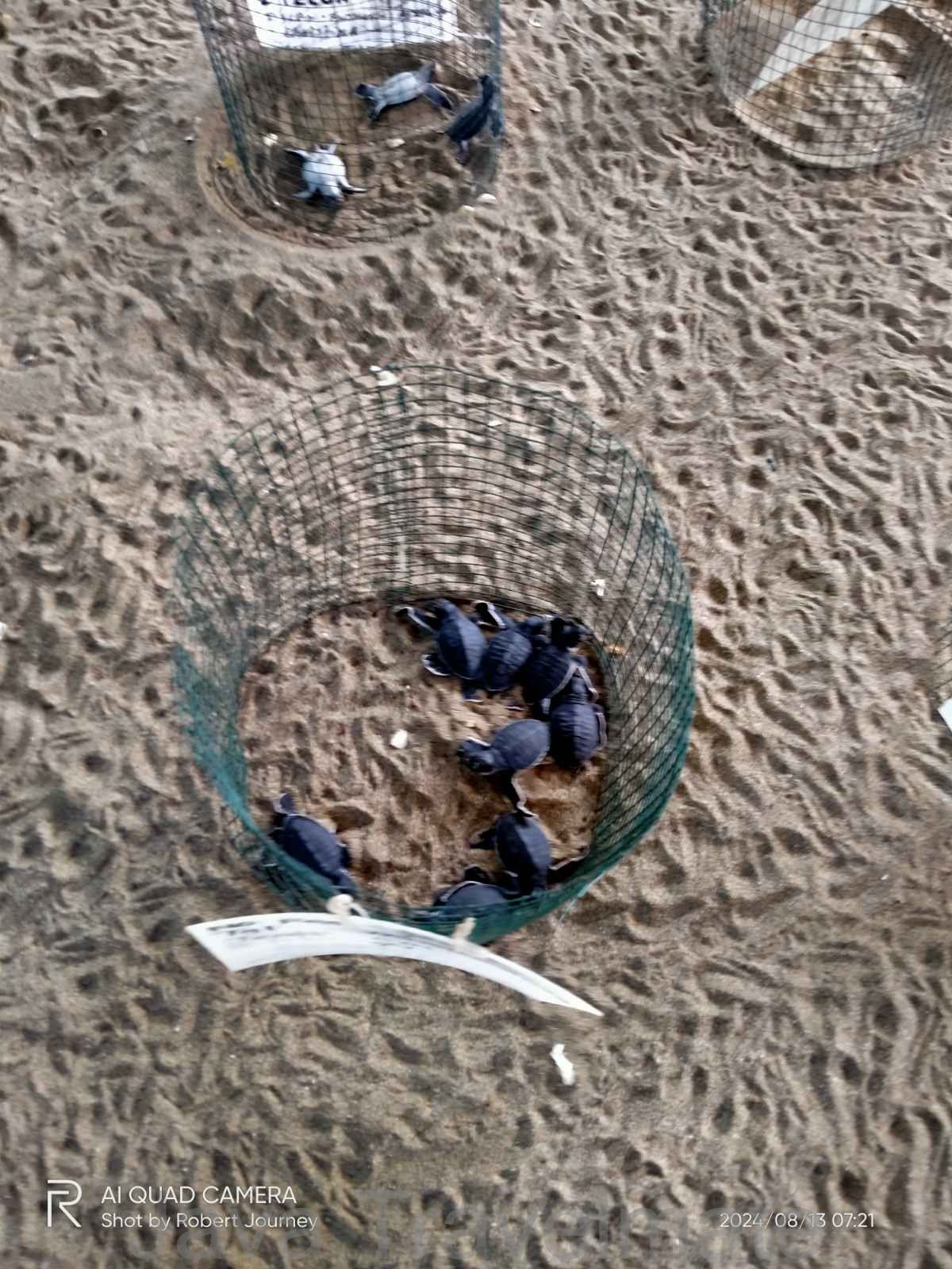 Turtle Nesting Observation